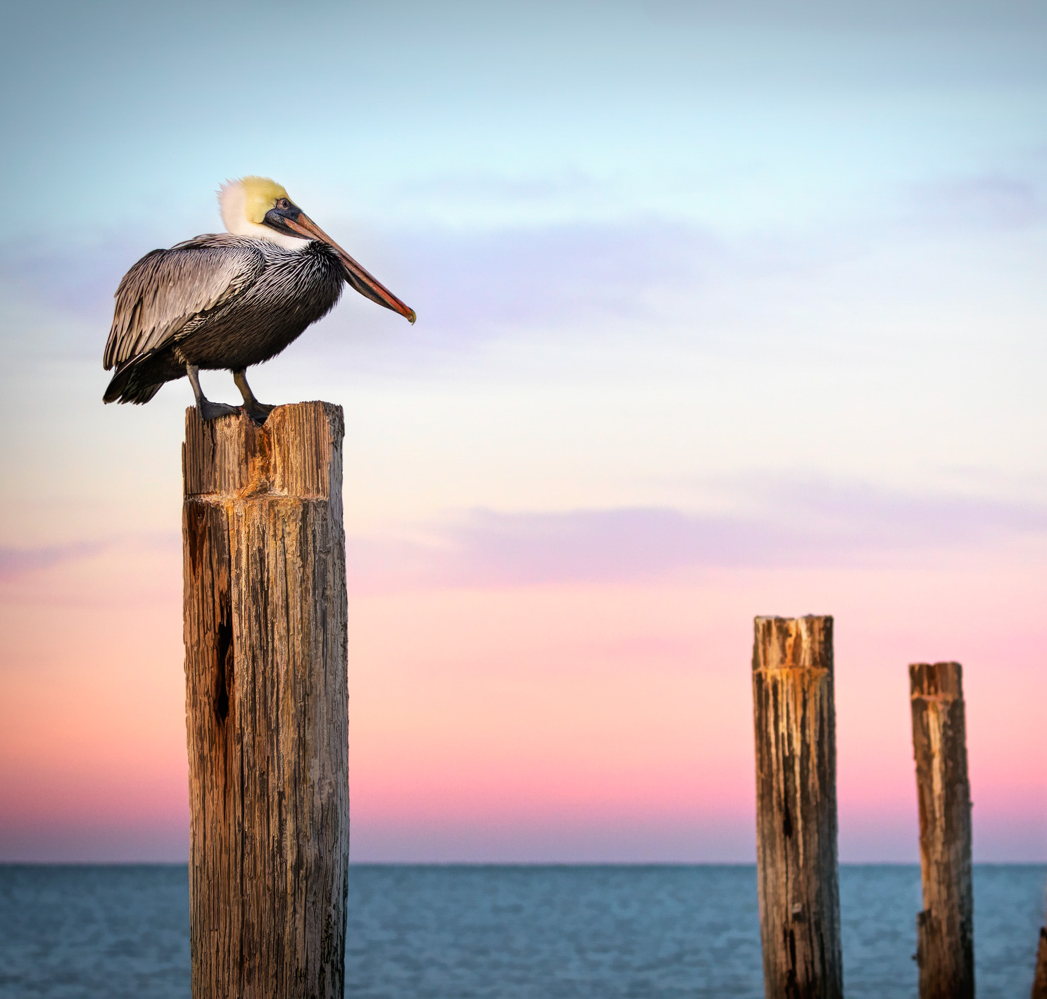 Sunrise scenic view with amazing colors against the water and wooden posts and a Pelican perched at Fort Myers Beach, Florida in winter.